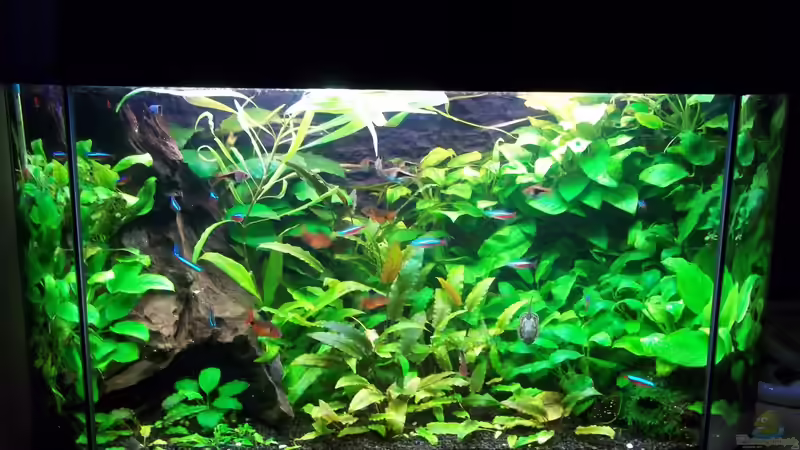 Aquarium Hauptansicht von Becken 20335 Aquarium Hauptansicht von Becken 20335