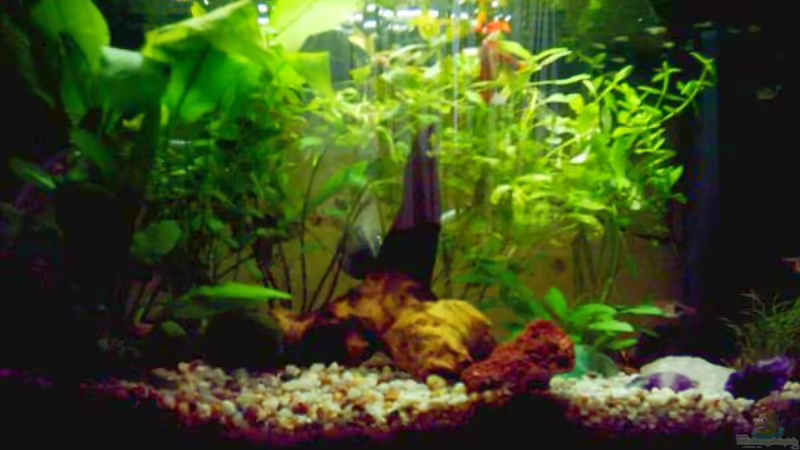 Aquarium Hauptansicht von Becken 2039 Aquarium Hauptansicht von Becken 2039