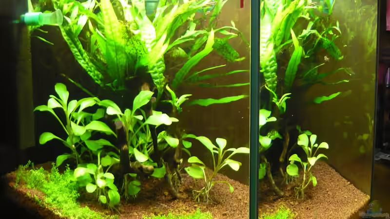 Aquarium Hauptansicht von Becken 20499 Aquarium Hauptansicht von Becken 20499