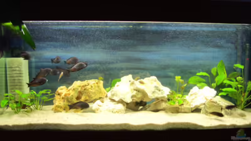 Aquarium Hauptansicht von Becken 2050 Aquarium Hauptansicht von Becken 2050