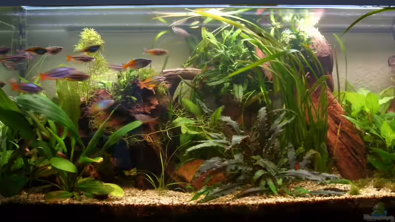 Aquarium Hauptansicht von Becken 20534 Aquarium Hauptansicht von Becken 20534