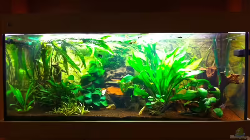 Aquarium Hauptansicht von Becken 20576 Aquarium Hauptansicht von Becken 20576