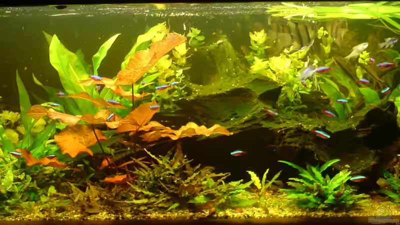 Aquarium Hauptansicht von Becken 20626 Aquarium Hauptansicht von Becken 20626