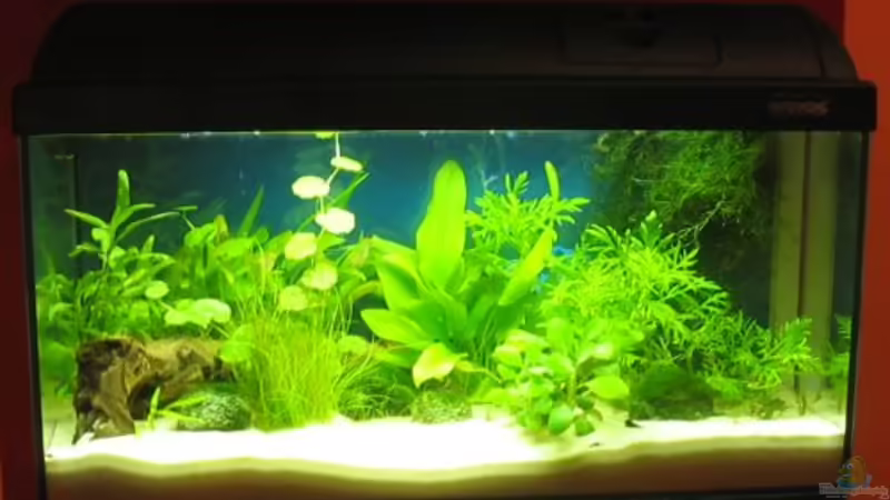 Aquarium Hauptansicht von Becken 2066 Aquarium Hauptansicht von Becken 2066