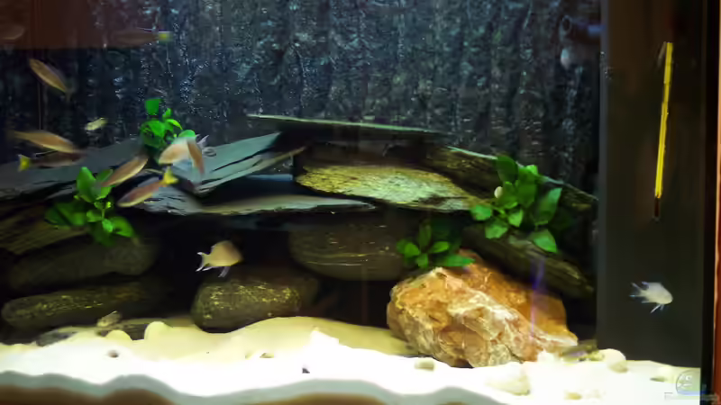 Aquarium Hauptansicht von Becken 2081 Aquarium Hauptansicht von Becken 2081