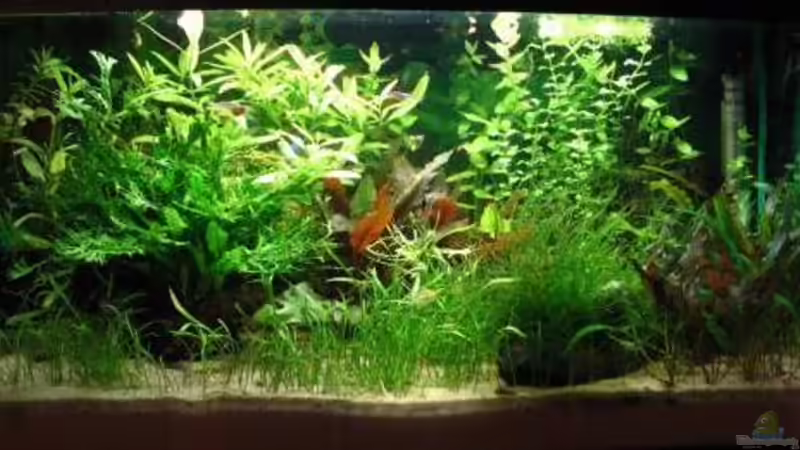 Aquarium Hauptansicht von Becken 2082 Aquarium Hauptansicht von Becken 2082