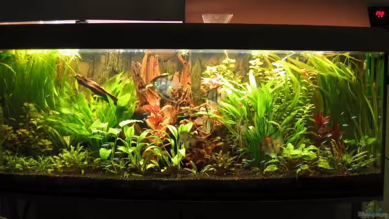 Aquarium Hauptansicht von Becken 2091 Aquarium Hauptansicht von Becken 2091