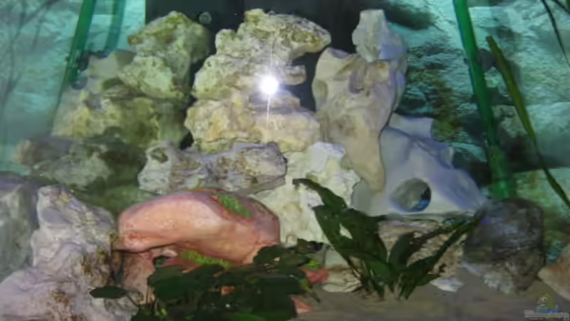 Aquarium Hauptansicht von Becken 2106 Aquarium Hauptansicht von Becken 2106