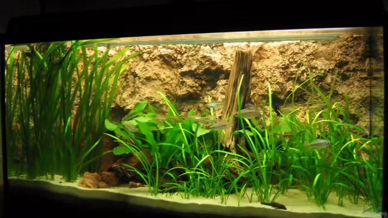 Aquarium Hauptansicht von Becken 2112 Aquarium Hauptansicht von Becken 2112