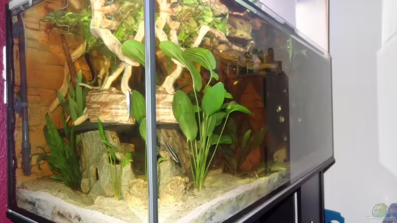 Aquarium Hauptansicht von Becken 21129 Aquarium Hauptansicht von Becken 21129