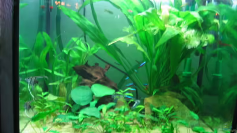 Aquarium Hauptansicht von Becken 2128 Aquarium Hauptansicht von Becken 2128