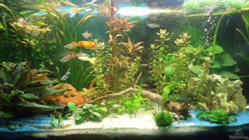 Aquarium Hauptansicht von Becken 21312 Aquarium Hauptansicht von Becken 21312