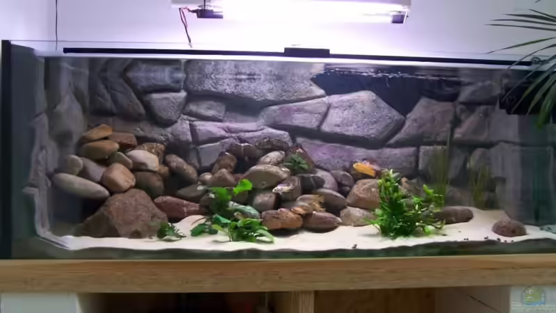 Aquarium Hauptansicht von Becken 2132 Aquarium Hauptansicht von Becken 2132