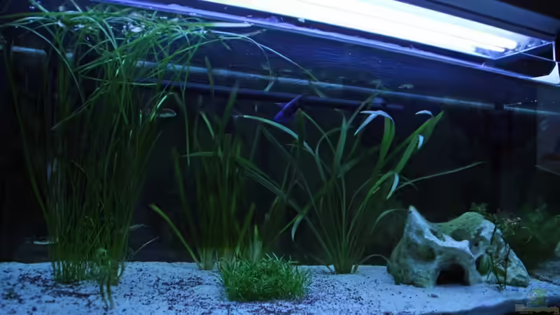 Aquarium Hauptansicht von Becken 21504 Aquarium Hauptansicht von Becken 21504