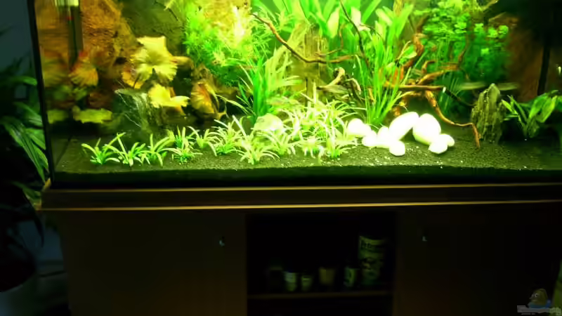 Aquarium Hauptansicht von Becken 2173 Aquarium Hauptansicht von Becken 2173