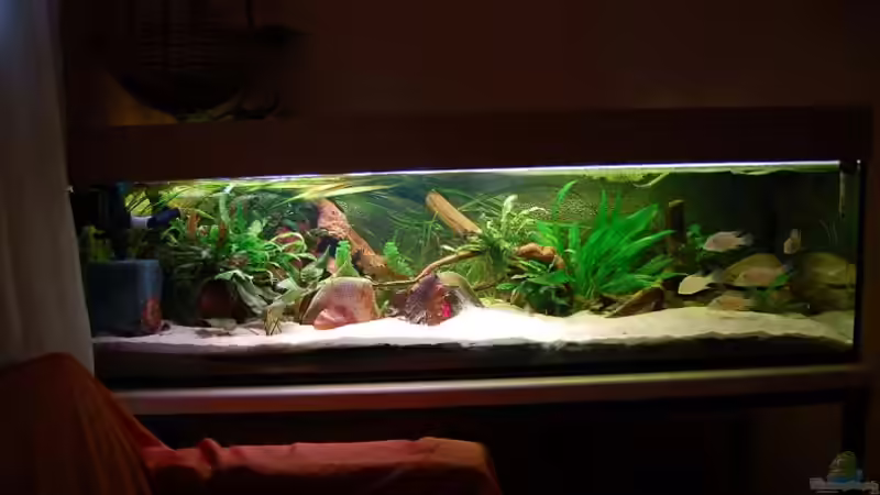 Aquarium Hauptansicht von Becken 218 Aquarium Hauptansicht von Becken 218