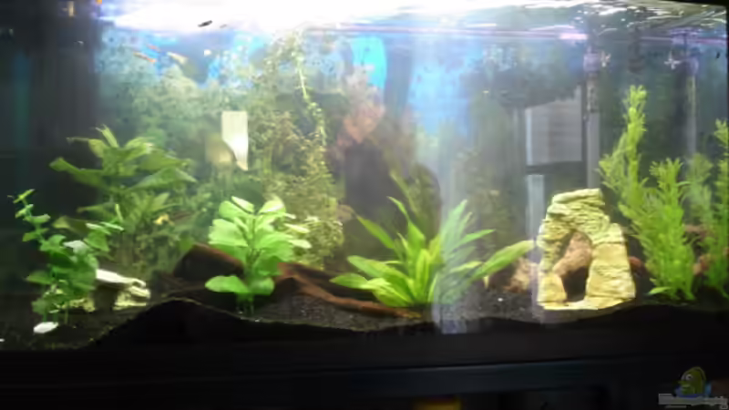 Aquarium Hauptansicht von Becken 2182 Aquarium Hauptansicht von Becken 2182