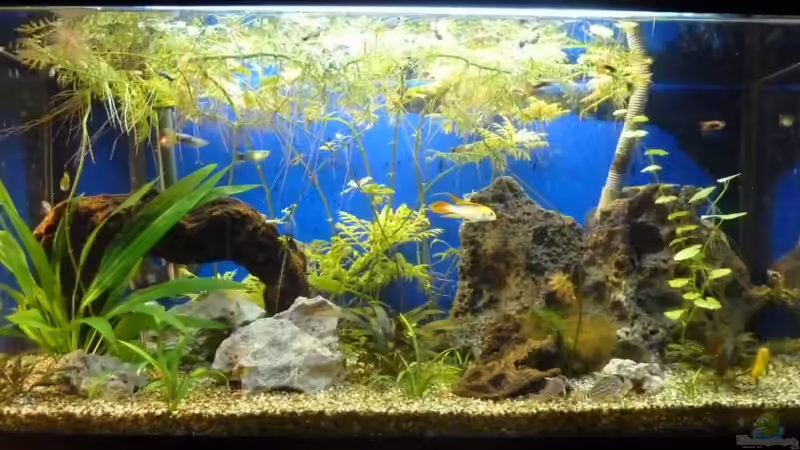 Aquarium Hauptansicht von Becken 21841 Aquarium Hauptansicht von Becken 21841