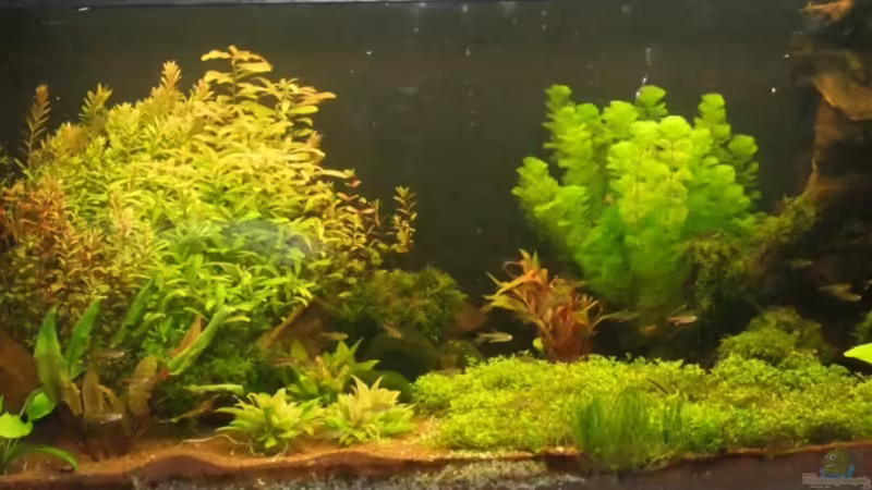 Aquarium Hauptansicht von Becken 21928 Aquarium Hauptansicht von Becken 21928