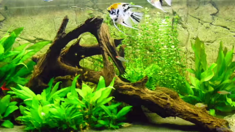 Aquarium Hauptansicht von Becken 21936 Aquarium Hauptansicht von Becken 21936