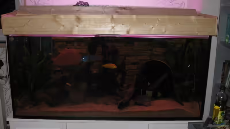 Aquarium Hauptansicht von Becken 21937 Aquarium Hauptansicht von Becken 21937