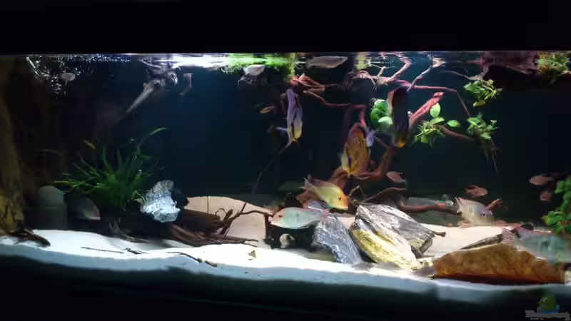 Aquarium Hauptansicht von Becken 21944 Aquarium Hauptansicht von Becken 21944