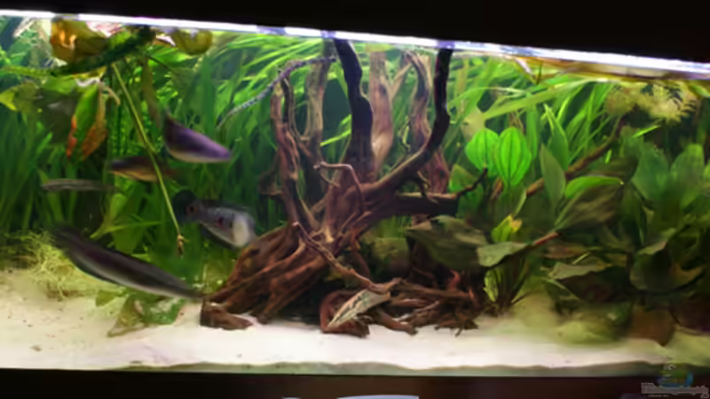 Aquarium Hauptansicht von Becken 2198 Aquarium Hauptansicht von Becken 2198