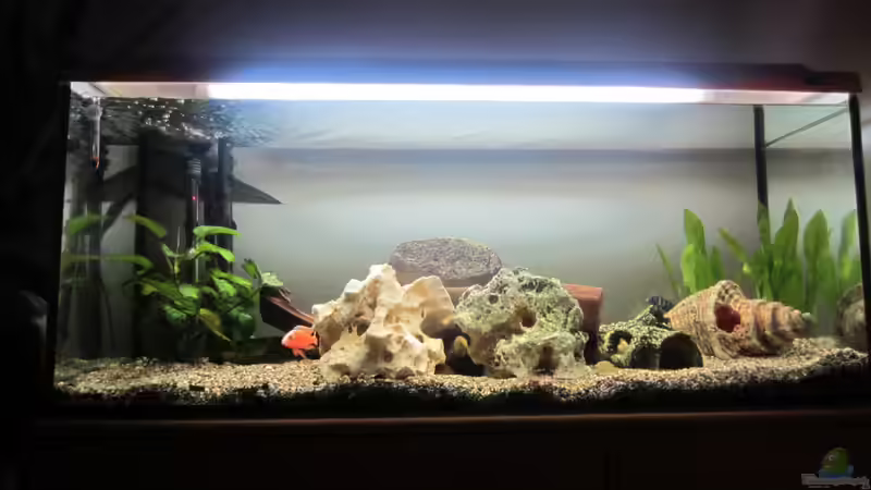 Aquarium Hauptansicht von Becken 21999 Aquarium Hauptansicht von Becken 21999