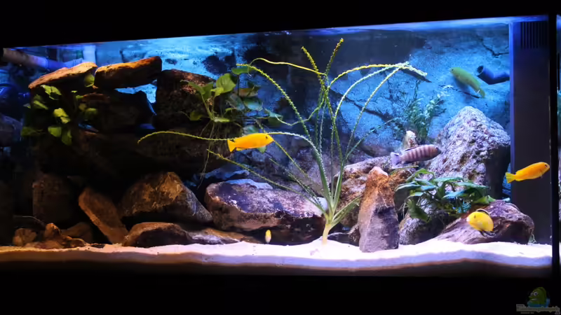 Aquarium Hauptansicht von Becken 22123 Aquarium Hauptansicht von Becken 22123