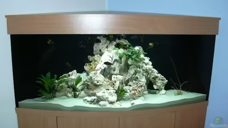 Aquarium Hauptansicht von Becken 223 Aquarium Hauptansicht von Becken 223