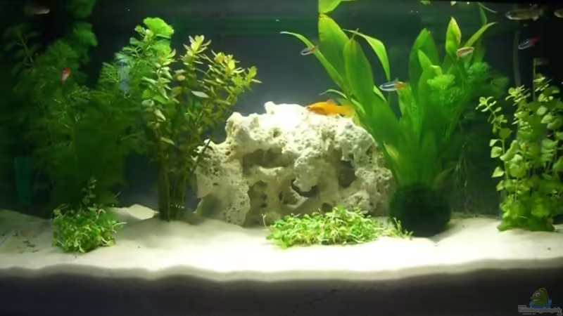 Aquarium Hauptansicht von Becken 2236 Aquarium Hauptansicht von Becken 2236