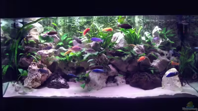 Aquarium Hauptansicht von Becken 2238 Aquarium Hauptansicht von Becken 2238