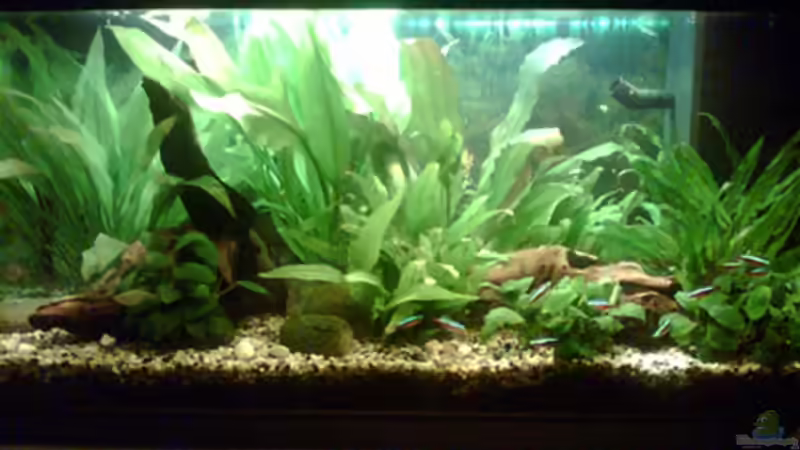 Aquarium Hauptansicht von Becken 2248 Aquarium Hauptansicht von Becken 2248