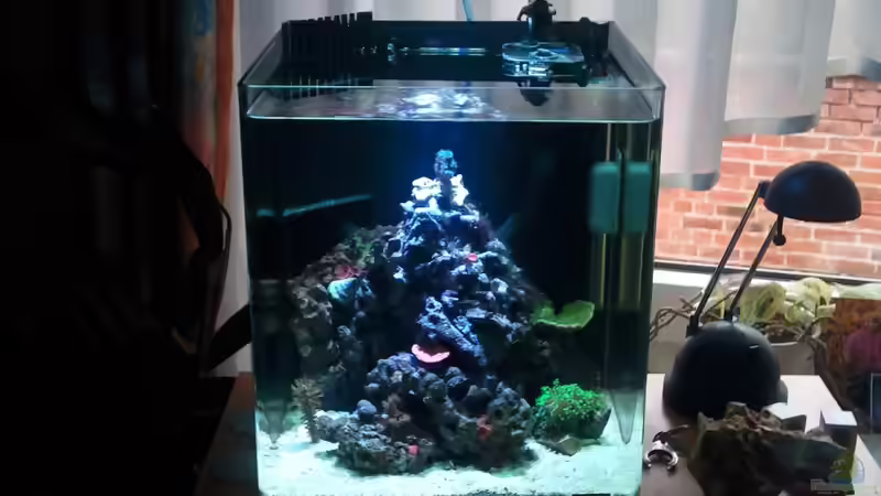 Aquarium Hauptansicht von Becken 22508 Aquarium Hauptansicht von Becken 22508