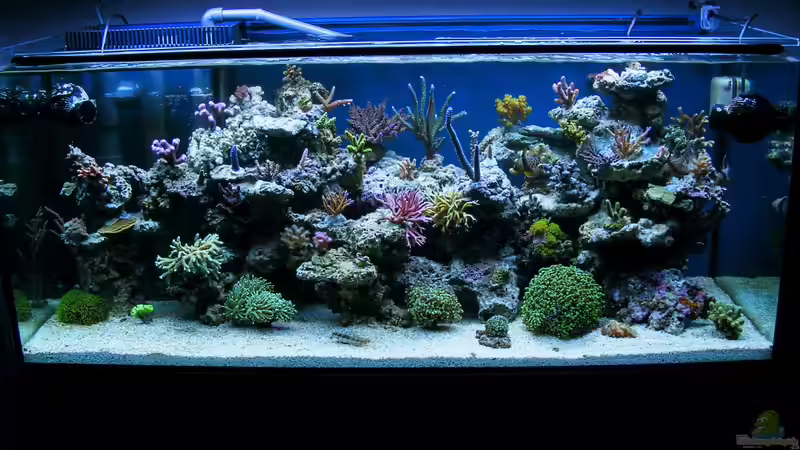 Aquarium Hauptansicht von Becken 22558 Aquarium Hauptansicht von Becken 22558