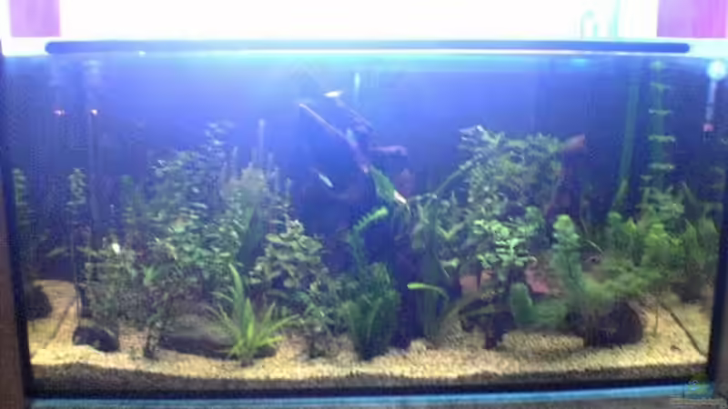 Aquarium Hauptansicht von Becken 2256 Aquarium Hauptansicht von Becken 2256