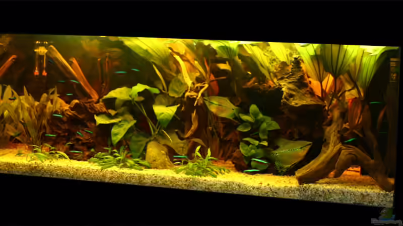 Aquarium Hauptansicht von Becken 2261 Aquarium Hauptansicht von Becken 2261