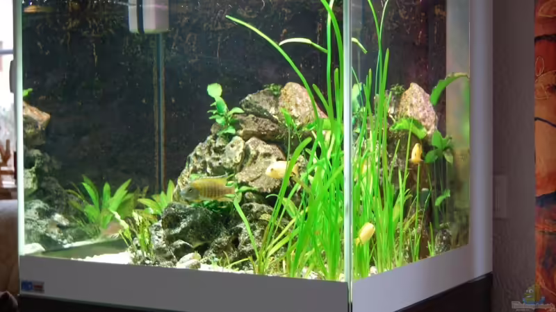 Aquarium Hauptansicht von Becken 2269 Aquarium Hauptansicht von Becken 2269