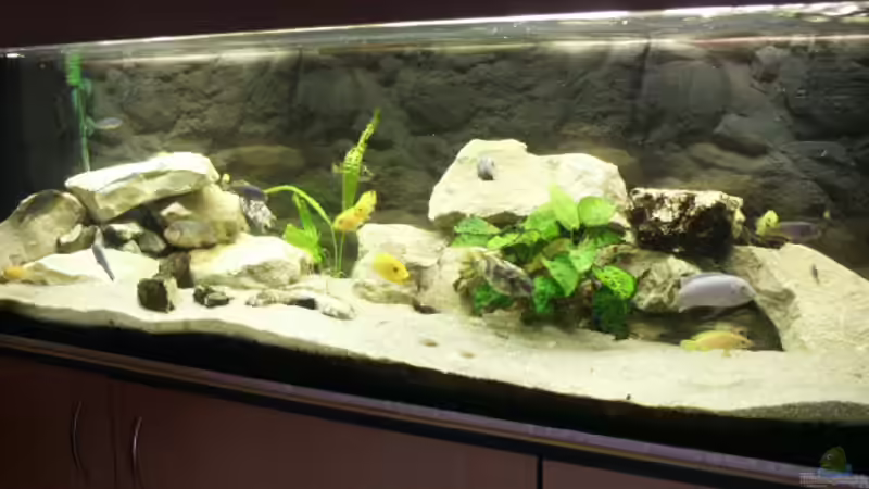 Aquarium Hauptansicht von Becken 228 Aquarium Hauptansicht von Becken 228