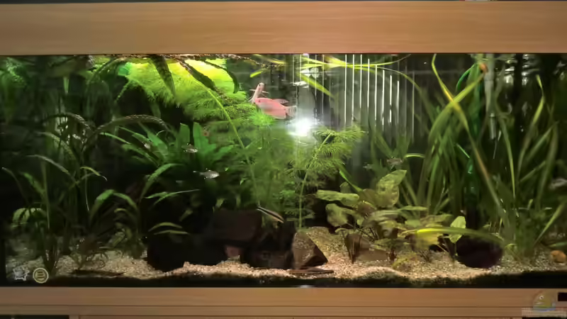 Aquarium Hauptansicht von Becken 22830 Aquarium Hauptansicht von Becken 22830