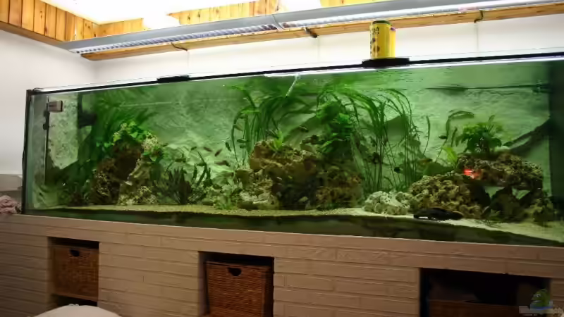 Aquarium Hauptansicht von Becken 2293 Aquarium Hauptansicht von Becken 2293