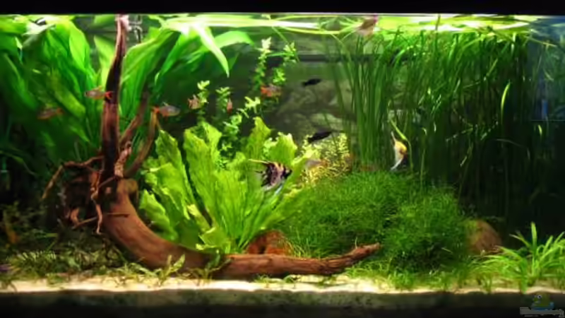 Aquarium Hauptansicht von Becken 2297 Aquarium Hauptansicht von Becken 2297