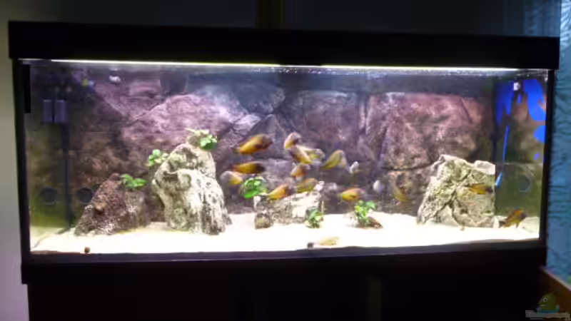Aquarium Hauptansicht von Becken 23040 aufgelöst 2019 Aquarium Hauptansicht von Becken 23040 aufgelöst 2019