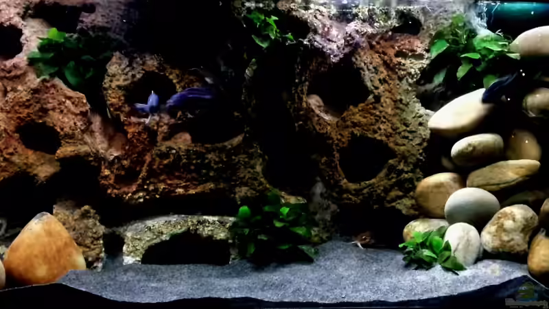 Aquarium Hauptansicht von Becken 23045 Aquarium Hauptansicht von Becken 23045