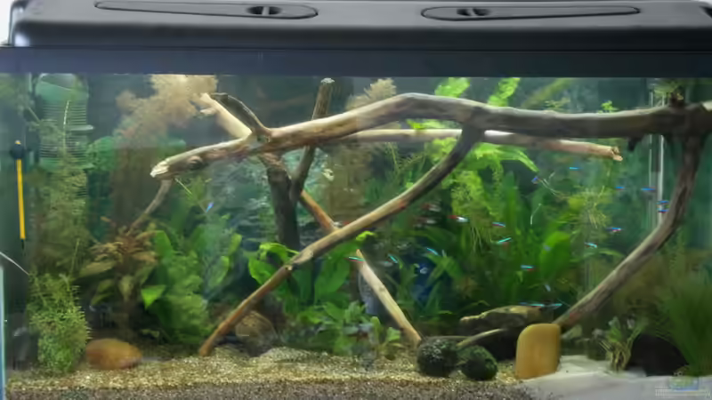 Aquarium Hauptansicht von Becken 23166 Aquarium Hauptansicht von Becken 23166