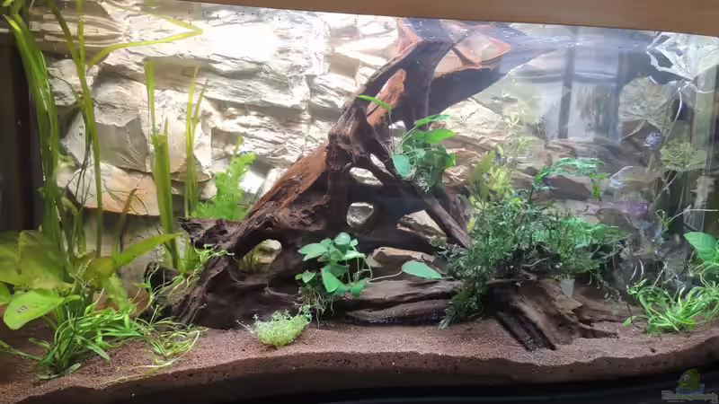 Aquarium Hauptansicht von Becken 23314 Aquarium Hauptansicht von Becken 23314