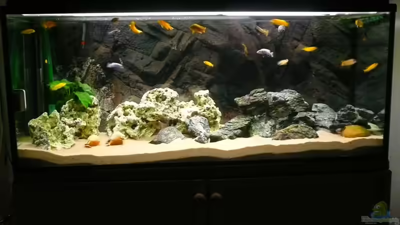 Aquarium Hauptansicht von Becken 23319 Aquarium Hauptansicht von Becken 23319