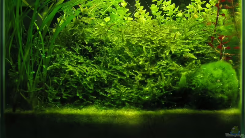 Aquarium Hauptansicht von Becken 2332 Aquarium Hauptansicht von Becken 2332