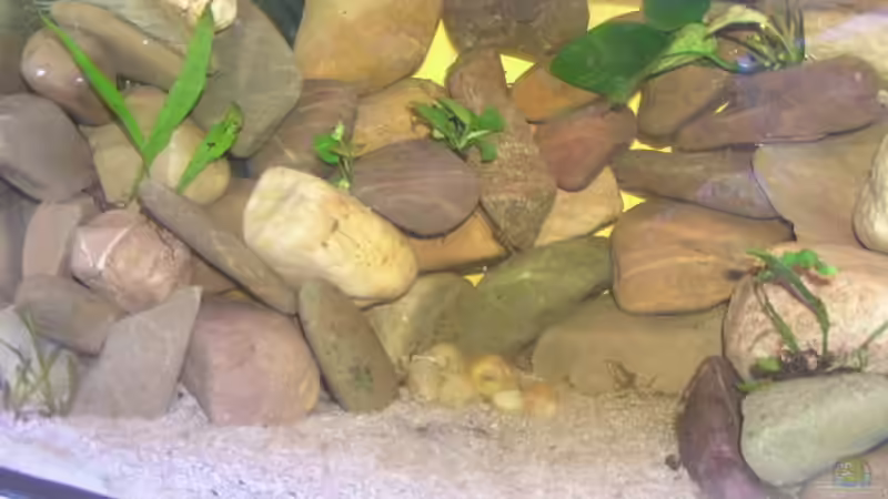 Aquarium Hauptansicht von Becken 2341 Aquarium Hauptansicht von Becken 2341