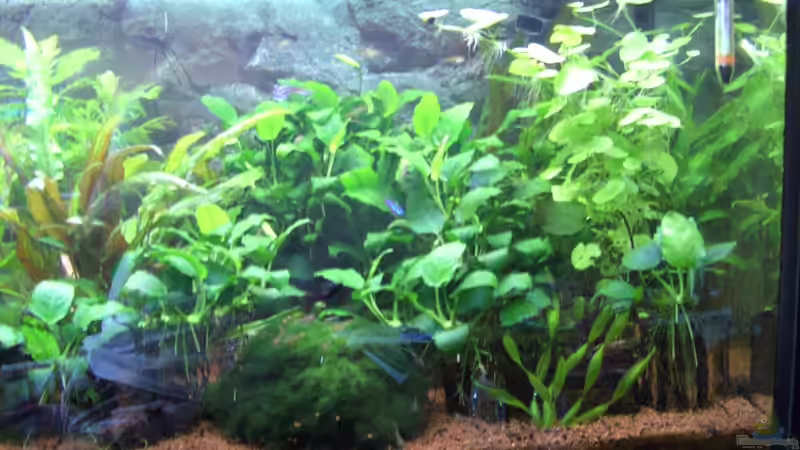 Aquarium Hauptansicht von Becken 23661 Aquarium Hauptansicht von Becken 23661